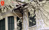 Hà Nội đẹp dịu dàng trong sắc trắng hoa sưa